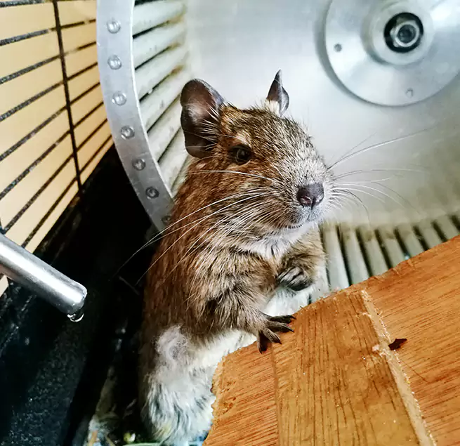 Why Homeowners & Businesses Trust Us Streamwood, IL